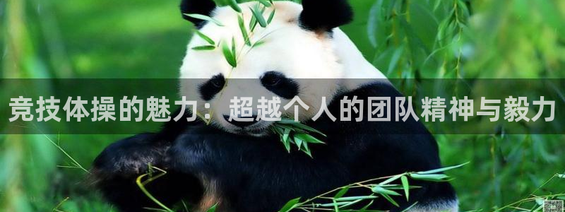 杏鑫代理注册官网入口